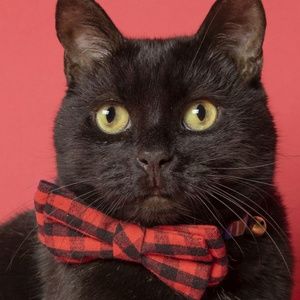 Meet your Posher, Yadira